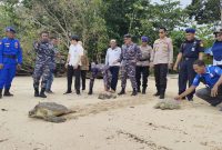 Kapolres Raja Ampat, AKBP Edwin Parsaroan bersama instansi terkait melepaskan 3 ekor penyu hijau di Laut Raja Ampat, Rabu (14/6/2023). foto istimewa