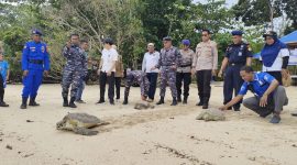 Kapolres Raja Ampat, AKBP Edwin Parsaroan bersama instansi terkait melepaskan 3 ekor penyu hijau di Laut Raja Ampat, Rabu (14/6/2023). foto istimewa