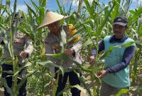 Kapolresta Kombes Victor Mackbon saat melakukan panen jagung program ketahanan pangan di Koya Barat, Sabtu (12/4/2025). (Humas Polresta Jayapura Kota)