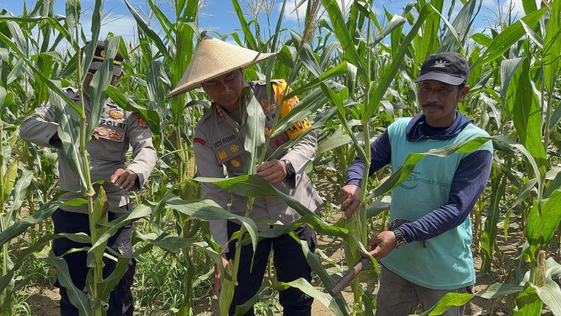 Kapolresta Kombes Victor Mackbon saat melakukan panen jagung program ketahanan pangan di Koya Barat, Sabtu (12/4/2025). (Humas Polresta Jayapura Kota)