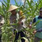 Kapolresta Kombes Victor Mackbon saat melakukan panen jagung program ketahanan pangan di Koya Barat, Sabtu (12/4/2025). (Humas Polresta Jayapura Kota)