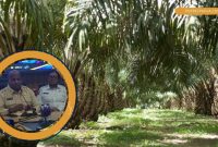 Gubernur Matius Derek Fakhiri buka-bukaan soal sawit di Papua. (Foto: Kolase PotretPapua) 