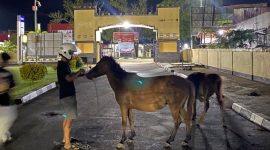 Warga saat melaporkan temuan kuda di Mapolres Merauke, Papua Selatan pada Jumat dini hari.