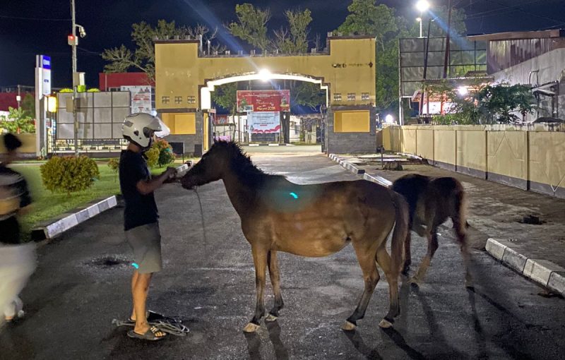 Warga saat melaporkan temuan kuda di Mapolres Merauke, Papua Selatan pada Jumat dini hari.