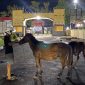 Warga saat melaporkan temuan kuda di Mapolres Merauke, Papua Selatan pada Jumat dini hari.