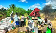 Polri Hadir untuk Petani, Polsek Makimi Bantu Pengolahan Hasil Panen Jagung di Lagari Jaya