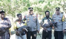 Kapolda Papua Tengah Serahkan Bibit Babi kepada Kelompok Peternak di Makimi
